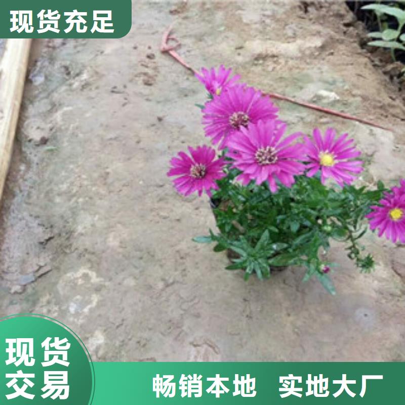 时令草花【鲁冰花/粉黛乱子草】的图文介绍