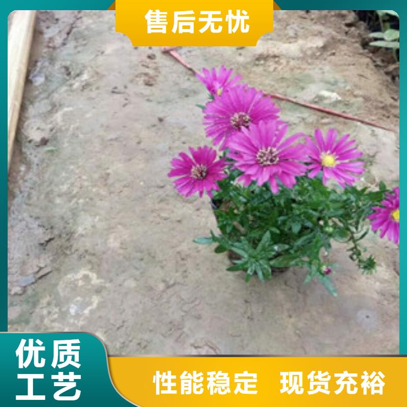 时令草花【鲁冰花/粉黛乱子草】价格低