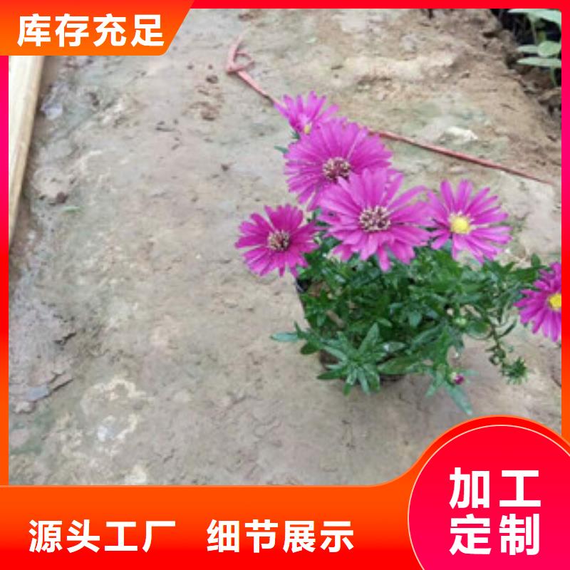 【时令草花鲁冰花/粉黛乱子草严谨工艺】