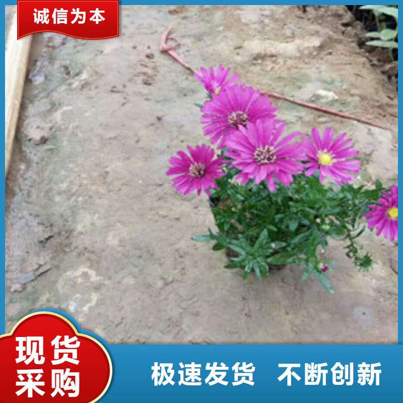 【时令草花】柳叶马鞭草/薰衣草实力见证