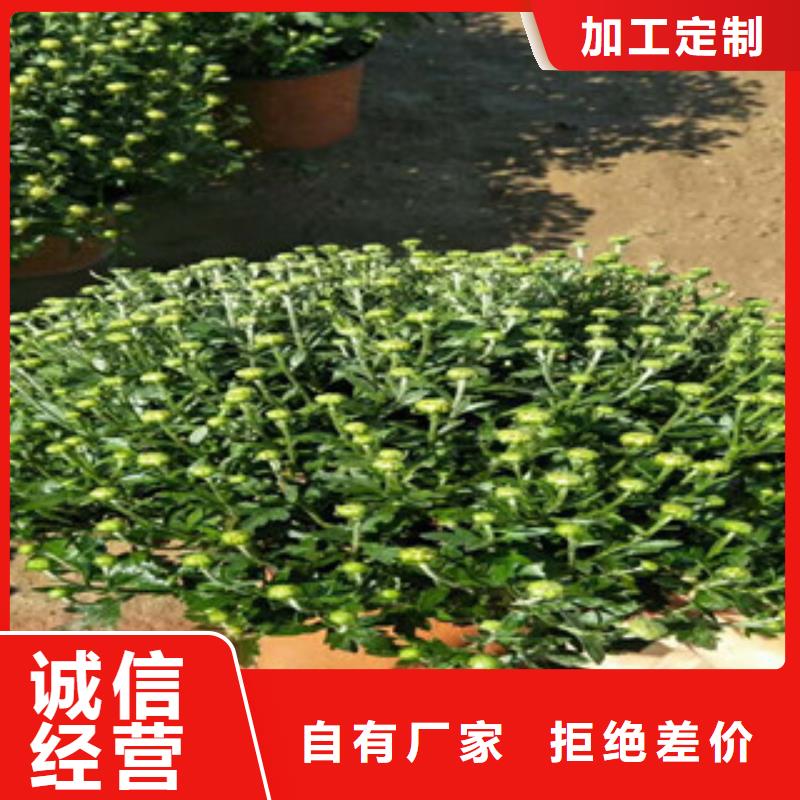 【时令草花鲁冰花/粉黛乱子草严谨工艺】