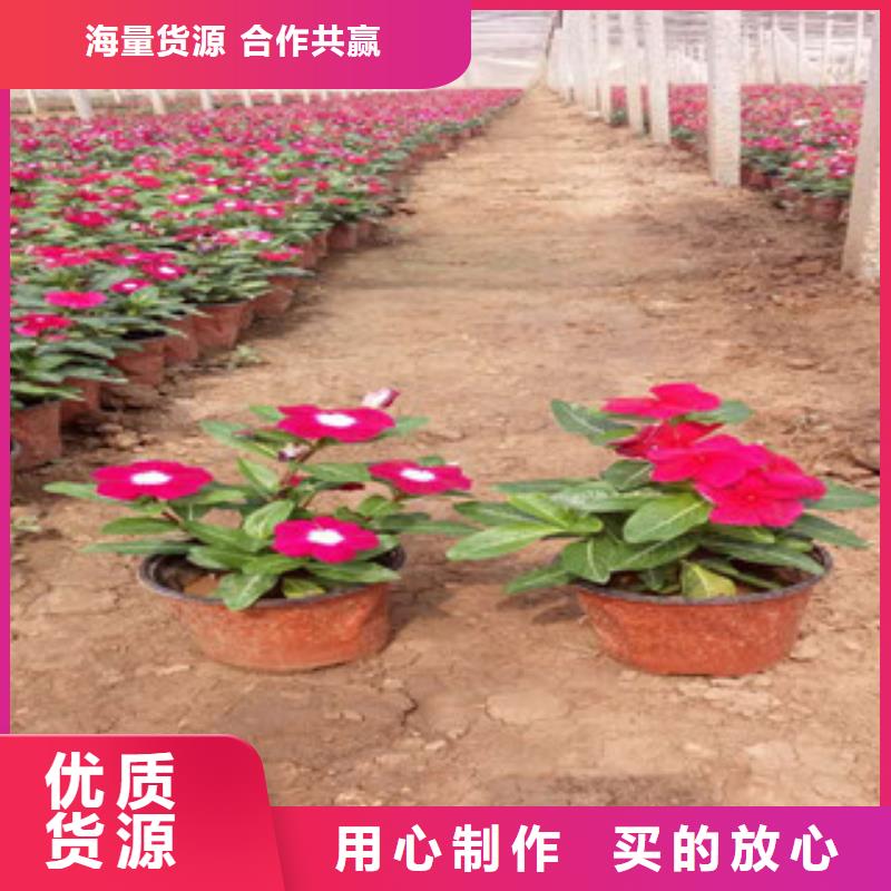 时令草花宿根花卉基地商家直供