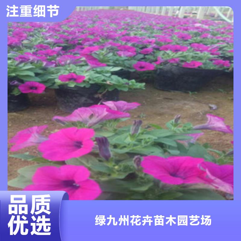 【时令草花】柳叶马鞭草/薰衣草实力见证