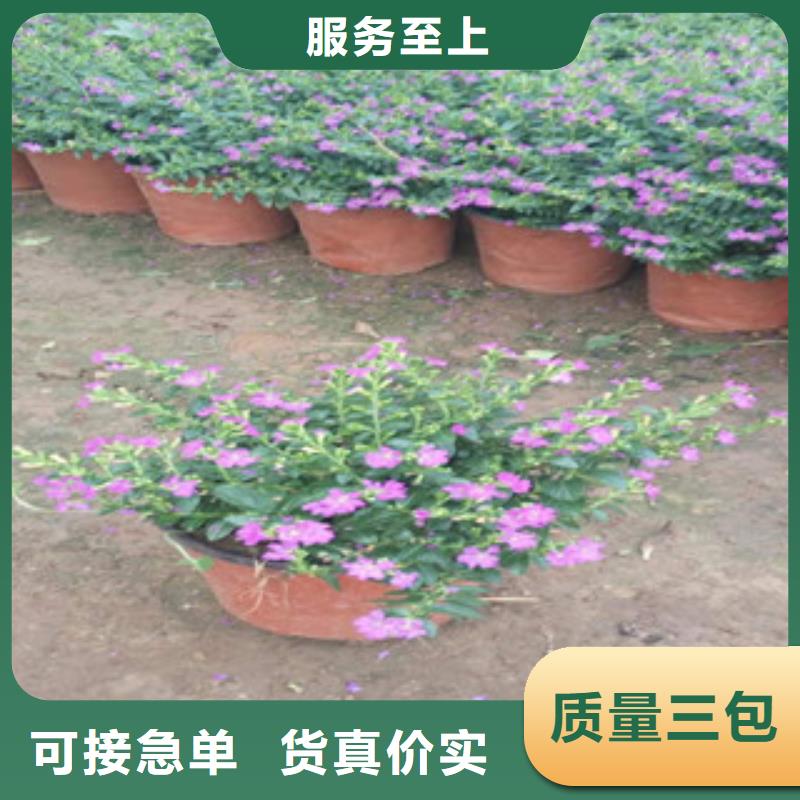 时令草花【鲁冰花/粉黛乱子草】的图文介绍