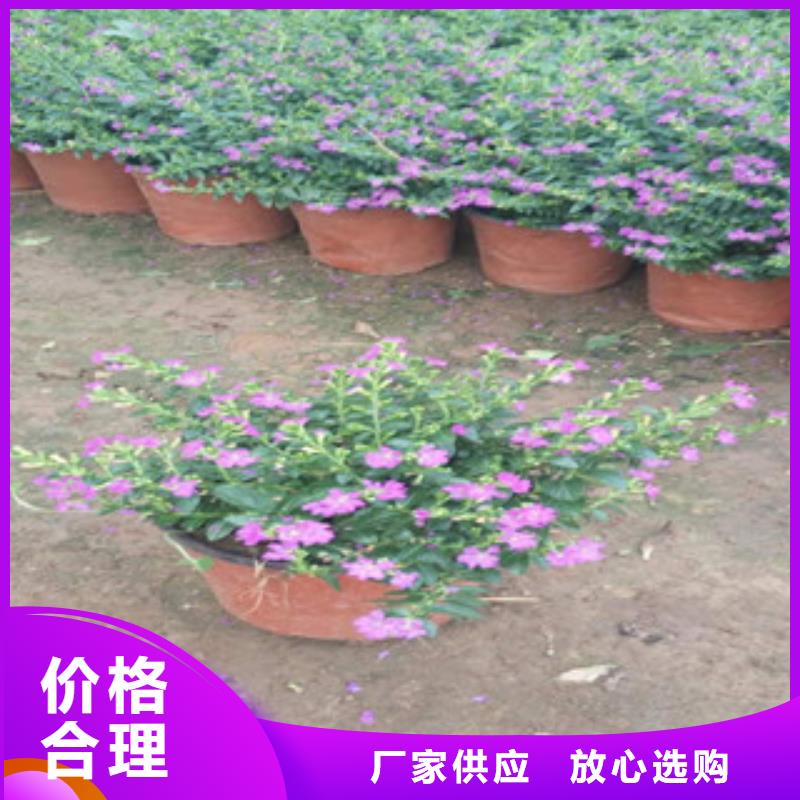 时令草花【耐寒耐旱草花基地】定制不额外收费