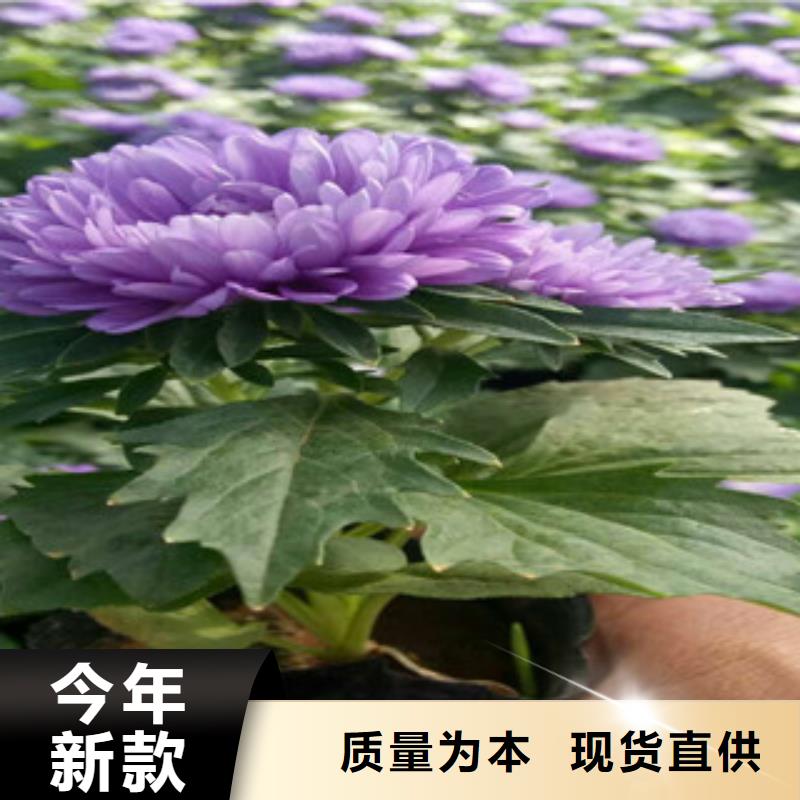 时令草花【鲁冰花/粉黛乱子草】的图文介绍