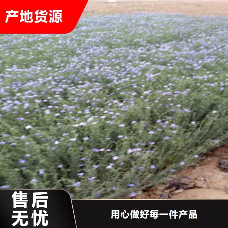 【宿根花卉_时令花卉/绿化草花价格免费询价】