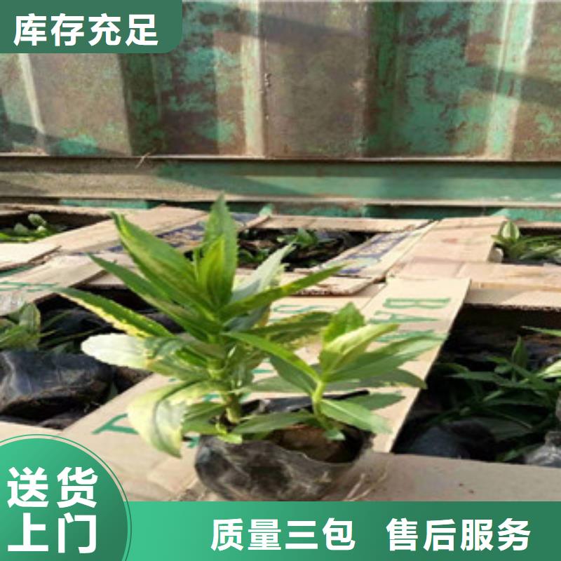 【宿根花卉花海景观工程货源直销】