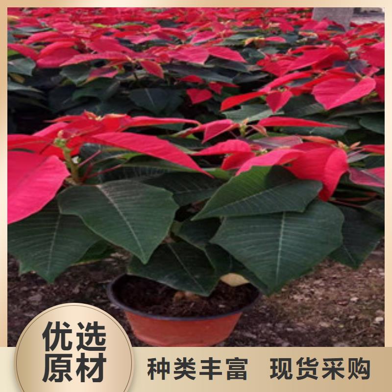 宿根花卉鲁冰花/粉黛乱子草可定制