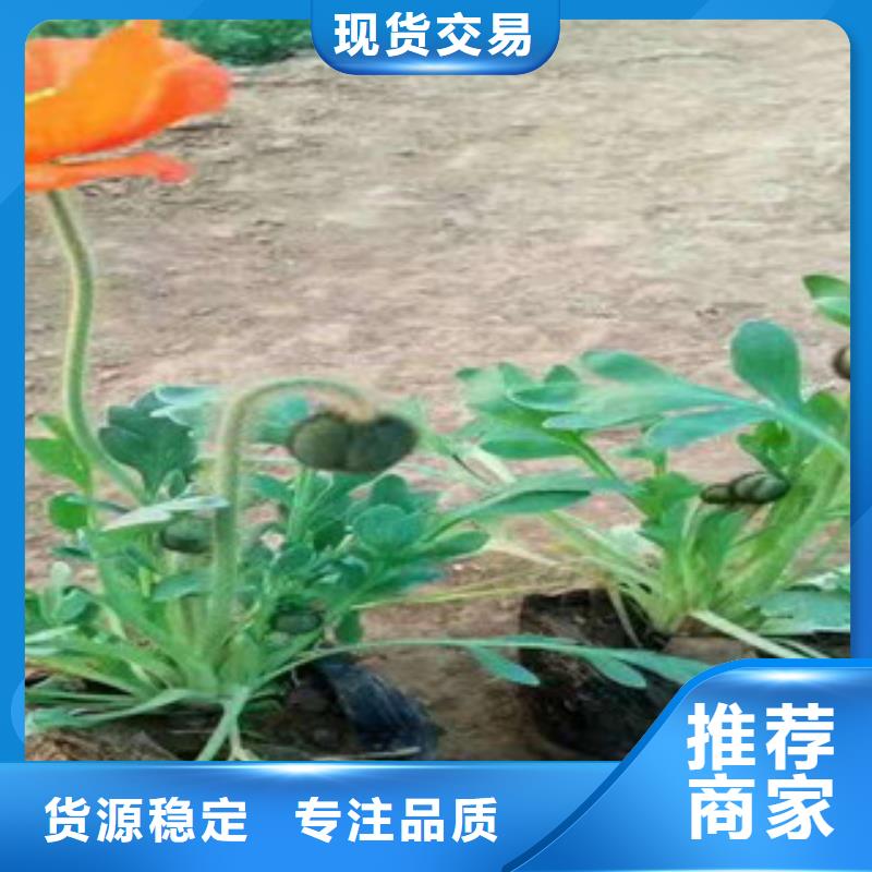 宿根花卉_【柳叶马鞭草/薰衣草】款式新颖