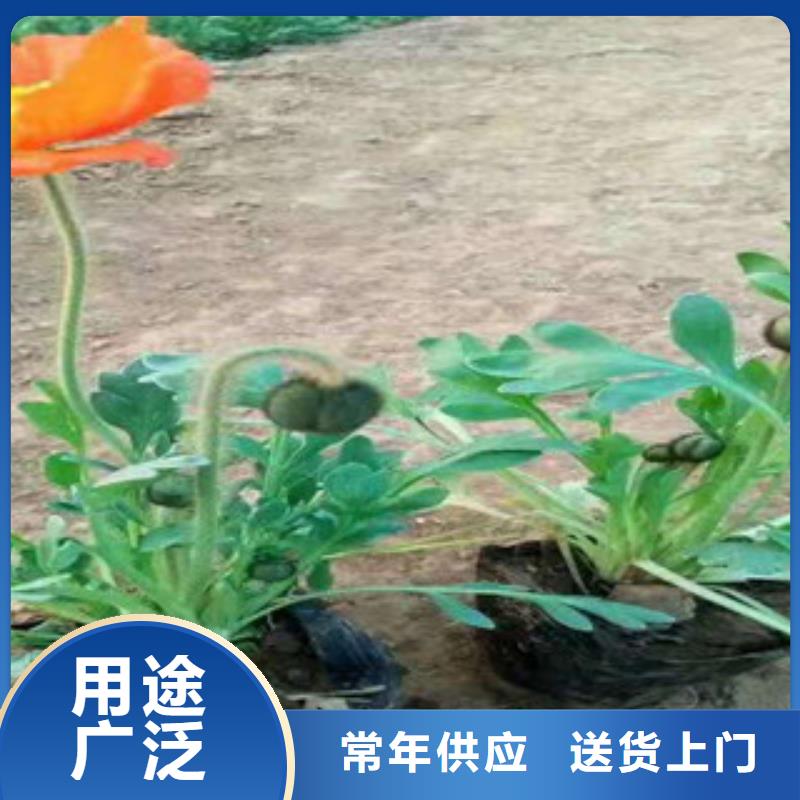 宿根花卉【柳叶马鞭草/薰衣草】厂家经验丰富