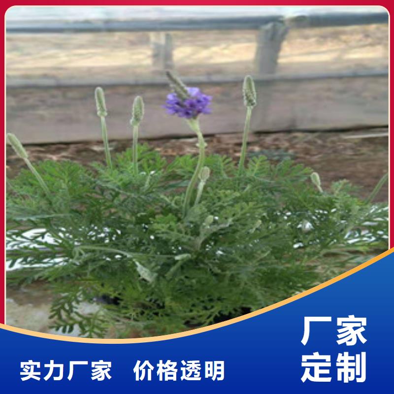 宿根花卉-耐寒耐旱草花基地用心做品质