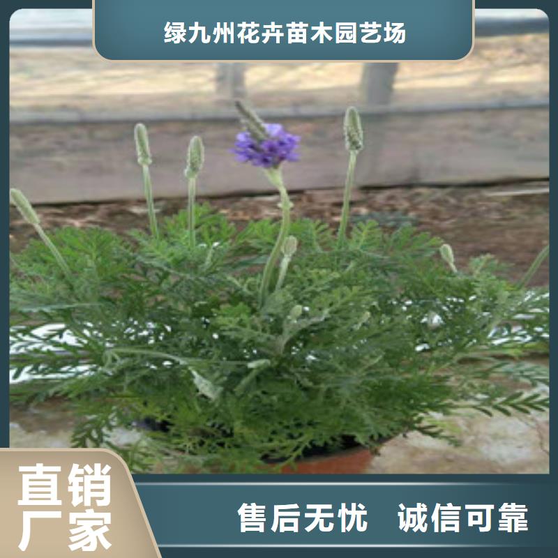 宿根花卉鲁冰花/粉黛乱子草可定制