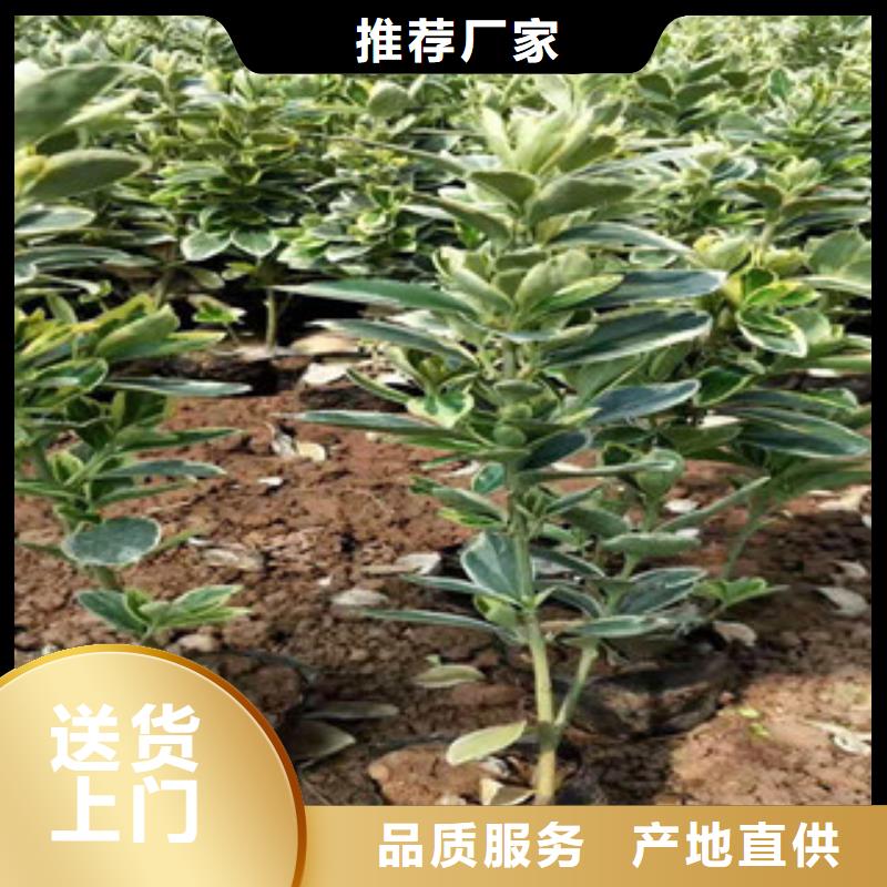 【宿根花卉_时令花卉/绿化草花价格免费询价】