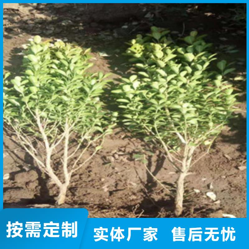 【宿根花卉-水生植物/荷花睡莲极速发货】