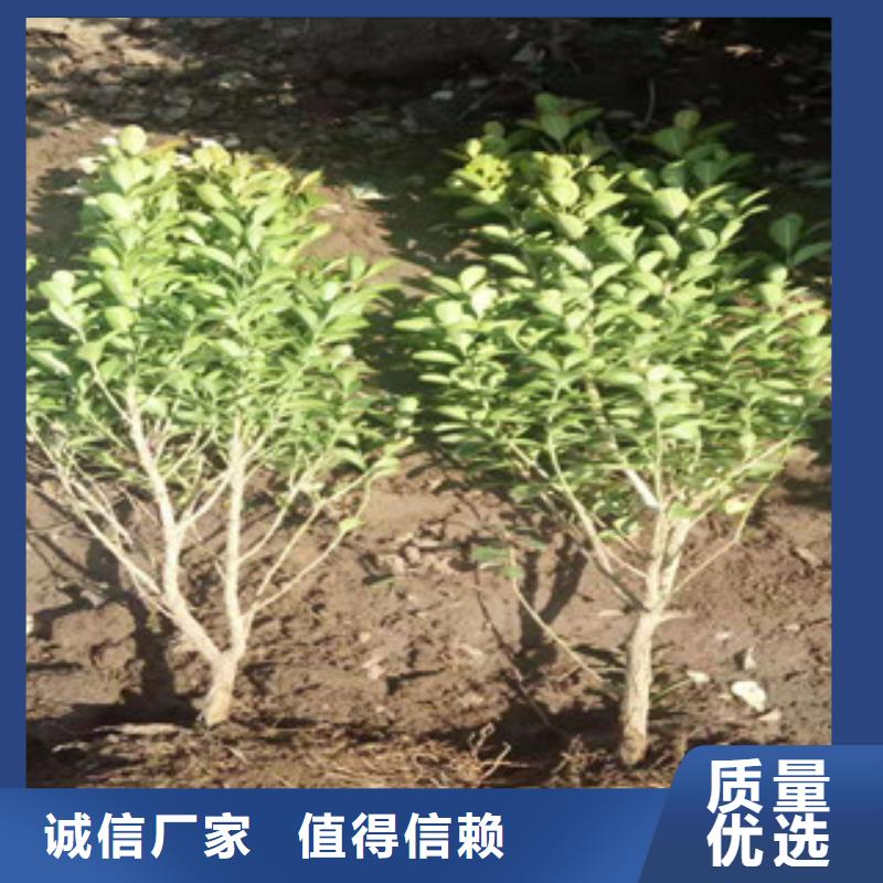 【宿根花卉】柳叶马鞭草/薰衣草推荐商家