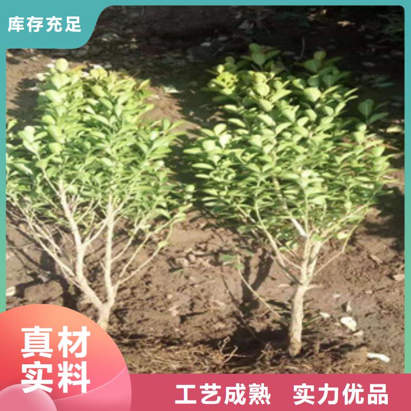 宿根花卉-宿根花卉基地客户信赖的厂家