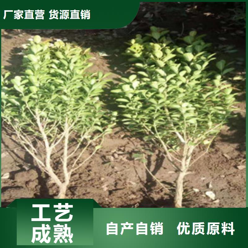 【宿根花卉_时令花卉/绿化草花价格免费询价】