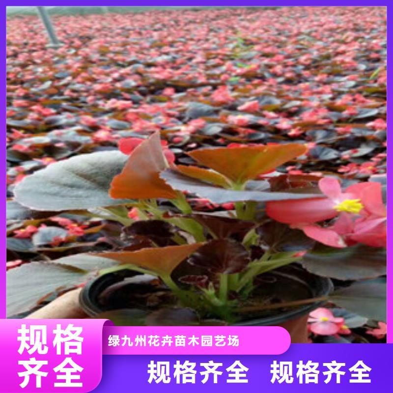 宿根花卉-耐寒耐旱草花基地多年行业经验