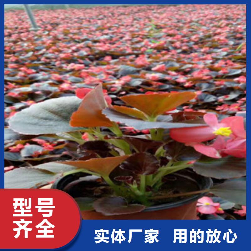 宿根花卉_【时令花卉/绿化草花价格】应用广泛