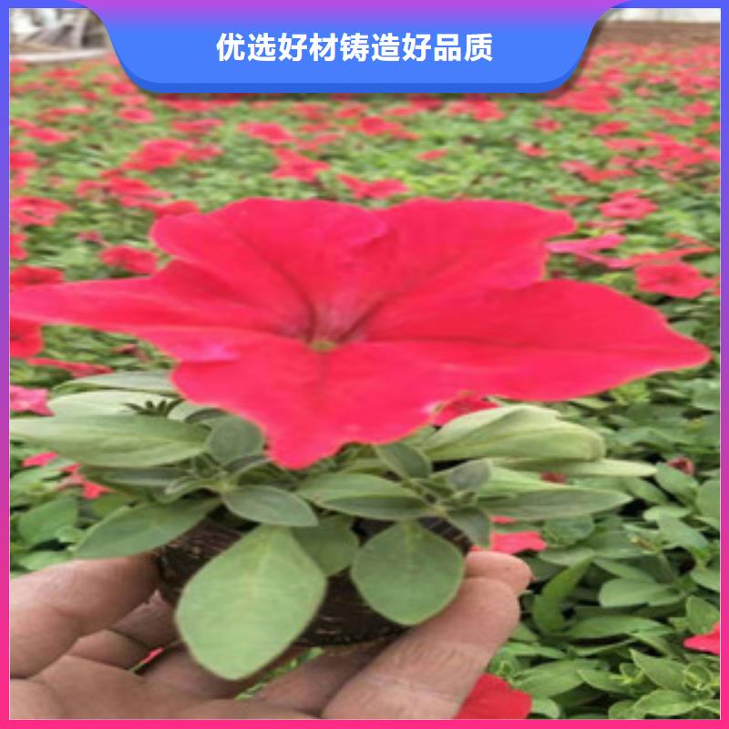 宿根花卉鲁冰花/粉黛乱子草可定制