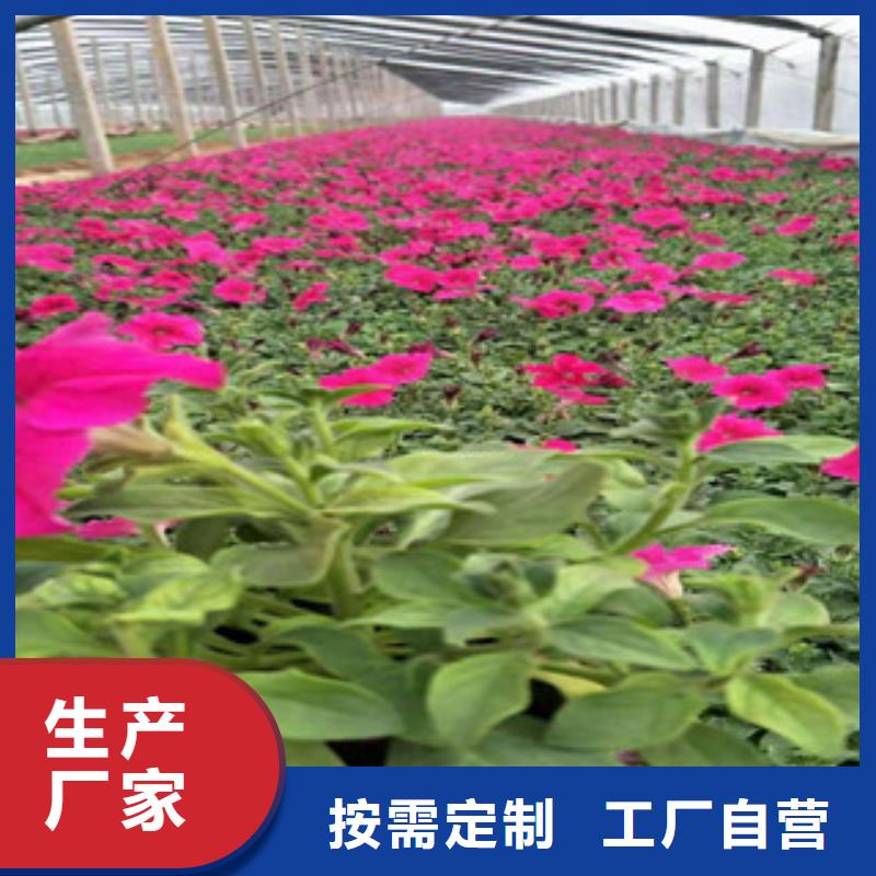 宿根花卉花海景观工程批发货源