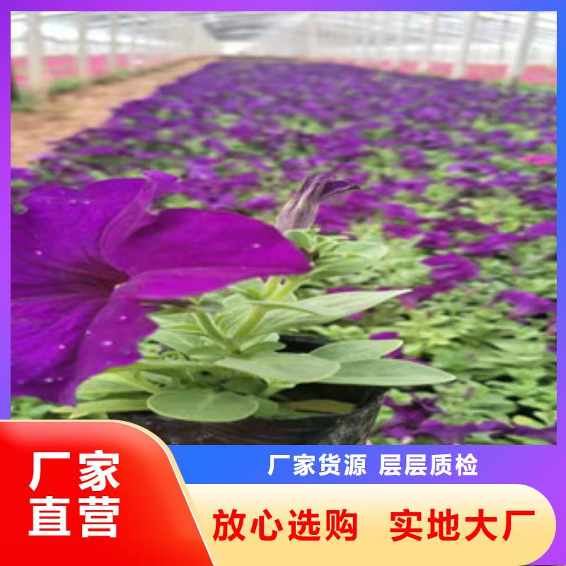 宿根花卉花海景观工程批发货源