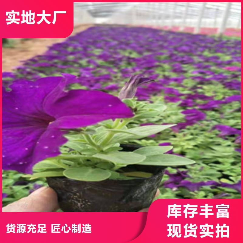 宿根花卉柳叶马鞭草/薰衣草今日新品