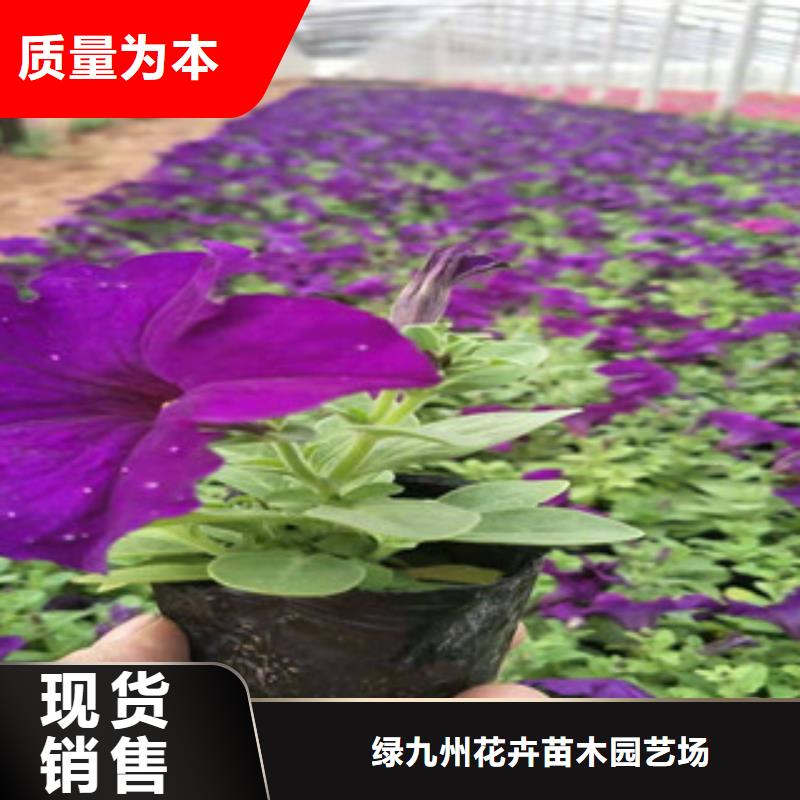 宿根花卉,观赏草/蒲苇狼尾草厂家工艺先进