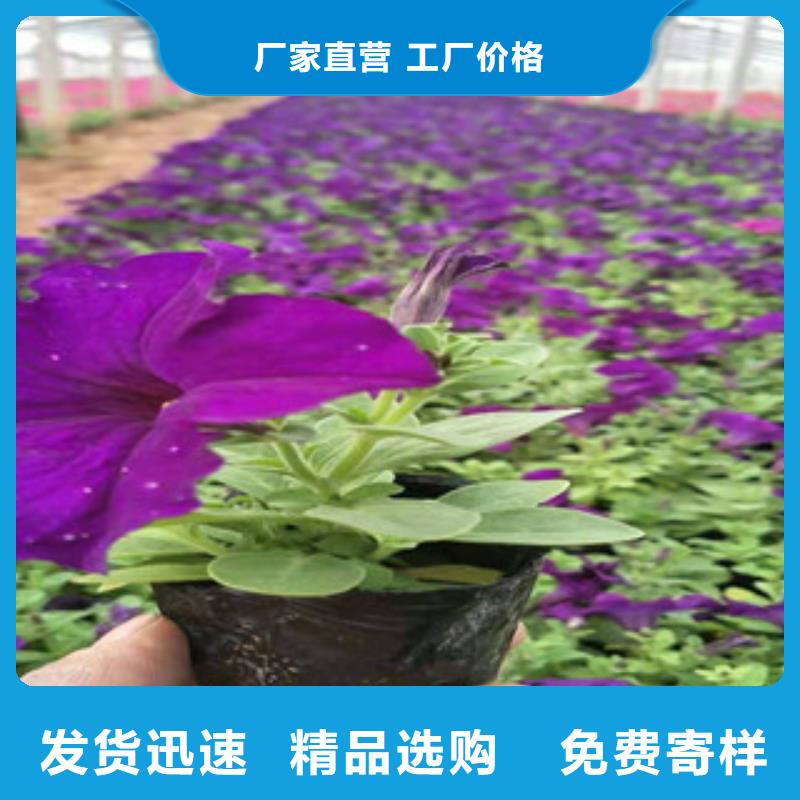 【宿根花卉花海景观工程优质货源】