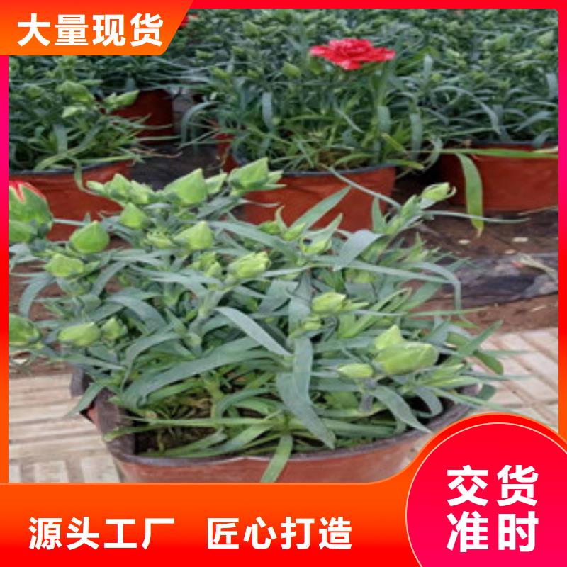 宿根花卉_【柳叶马鞭草/薰衣草】款式新颖