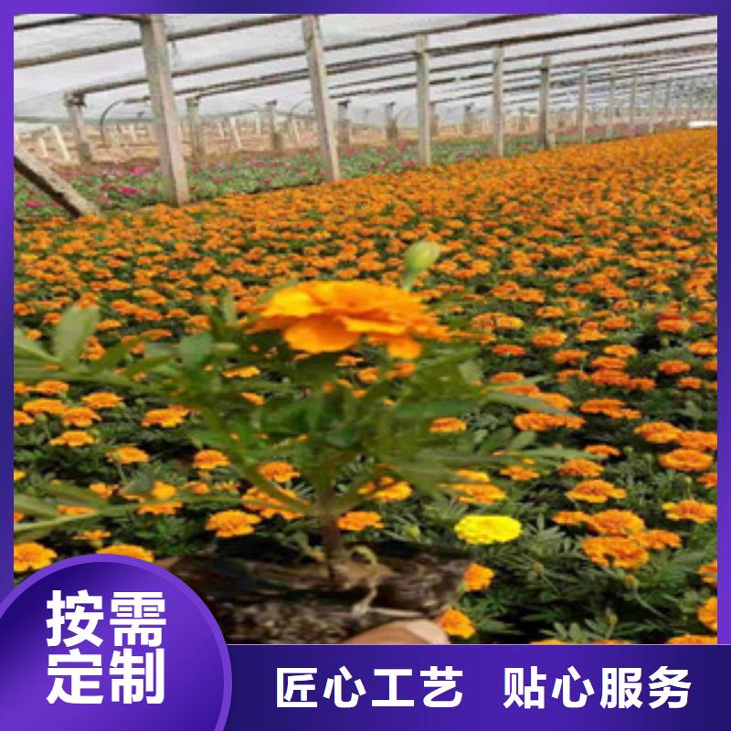 【宿根花卉】五一国庆草花批发满足您多种采购需求