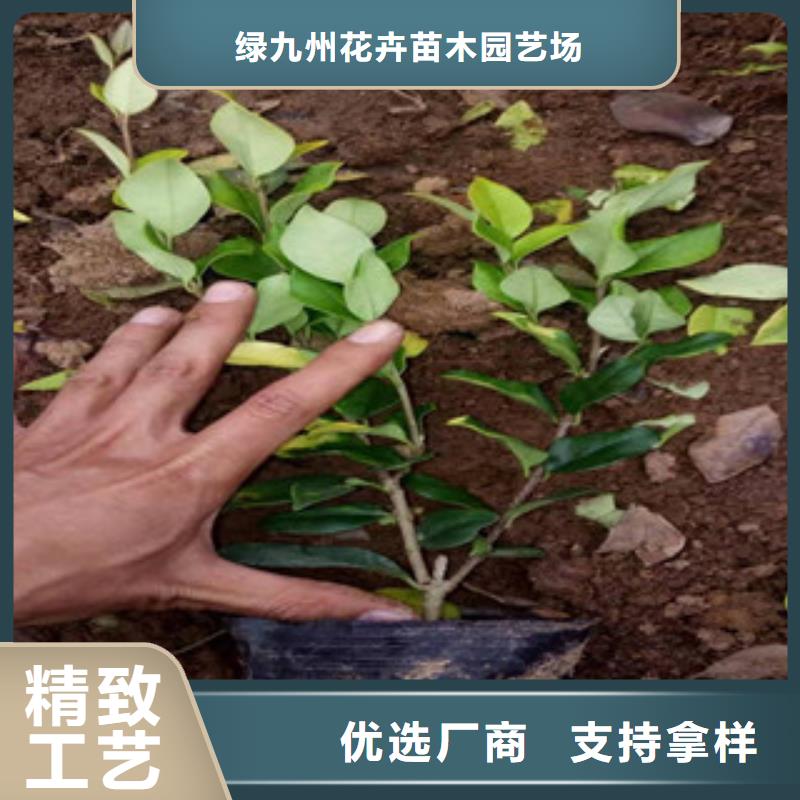 宿根花卉_【柳叶马鞭草/薰衣草】款式新颖