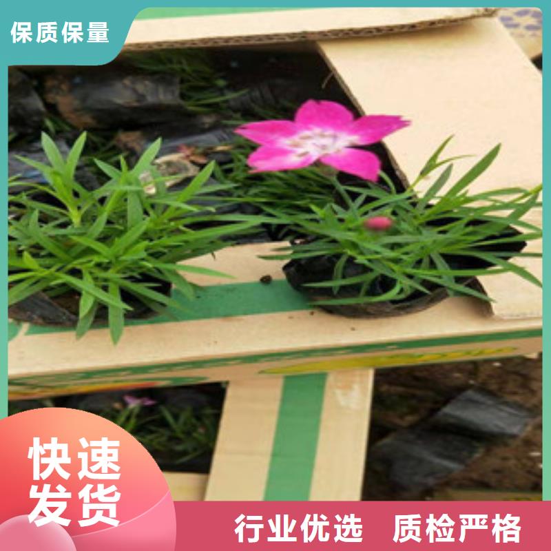 宿根花卉耐寒耐旱草花基地严格把关质量放心