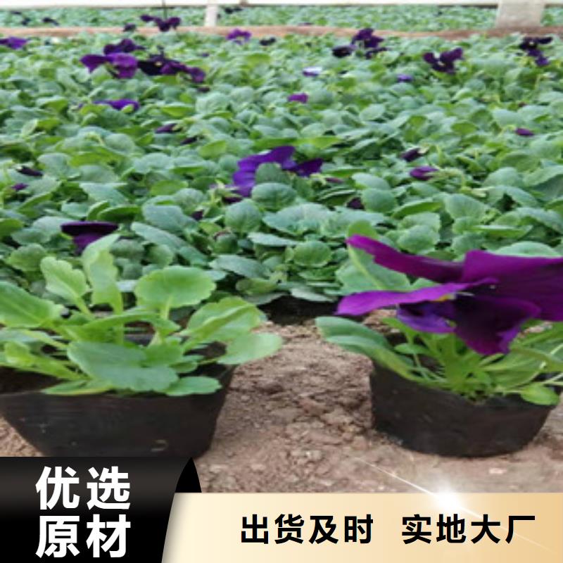 宿根花卉鲁冰花/粉黛乱子草可定制