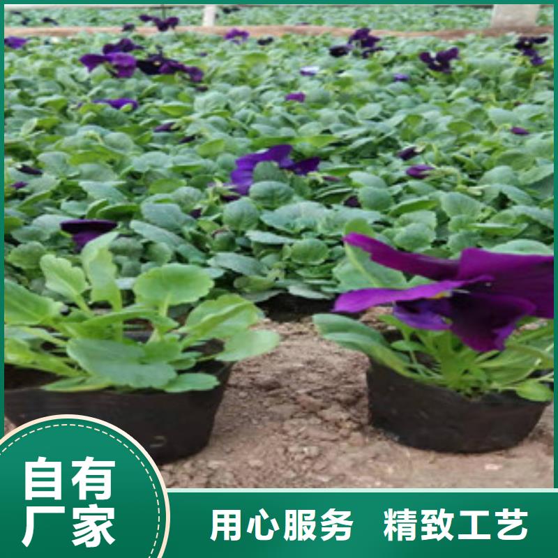 【宿根花卉】观赏草/蒲苇狼尾草型号齐全