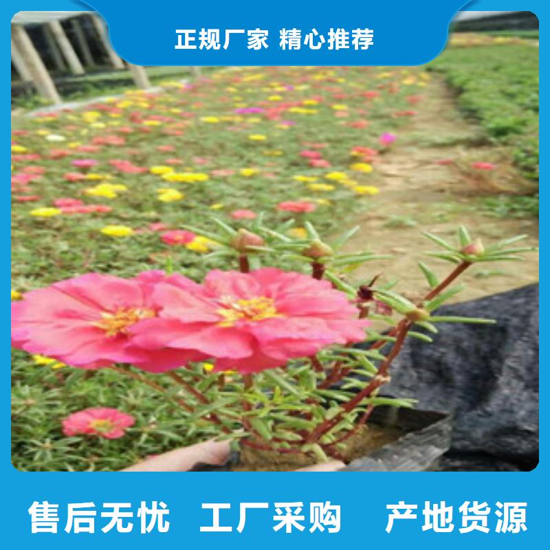 花海景观_【宿根花卉基地】符合行业标准