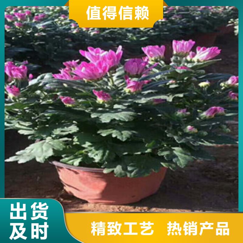 花海景观时令花卉/绿化草花价格可零售可批发