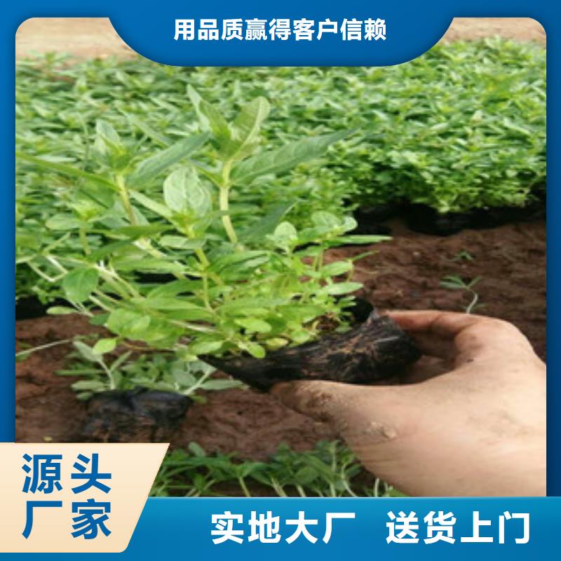 花海景观水生植物/荷花睡莲厂家品控严格