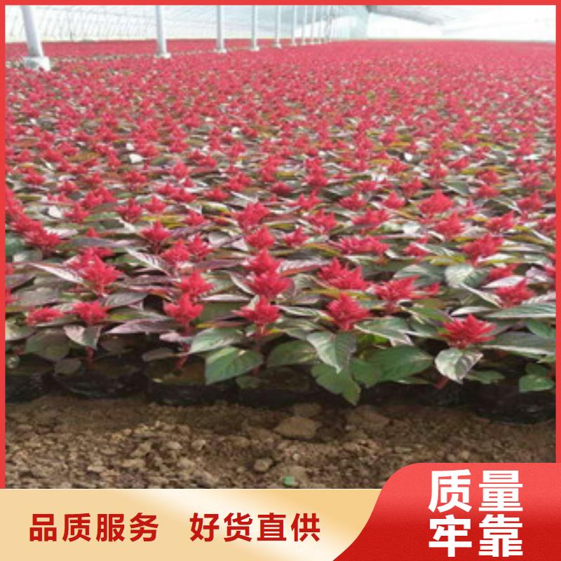 花海景观_观赏草/蒲苇狼尾草0中间商差价