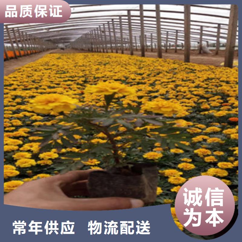 花海景观时令花卉/绿化草花价格现货充裕