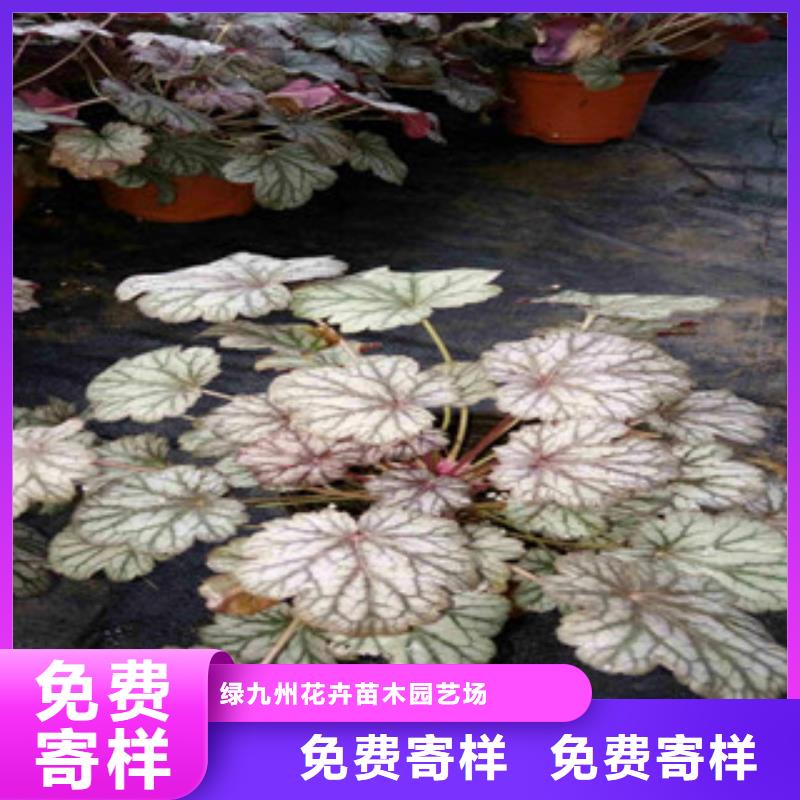 花海景观花海景观工程厂家实力雄厚