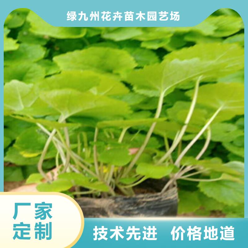 【花海景观】柳叶马鞭草/薰衣草种类多质量好