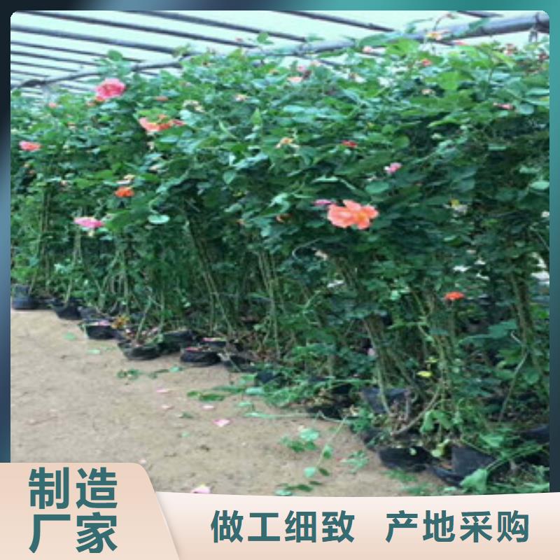 花海景观鲁冰花/粉黛乱子草产地直销