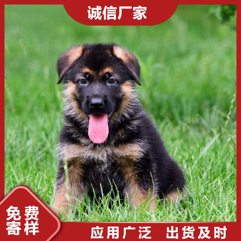 德国牧羊犬,杜宾犬支持非标定制