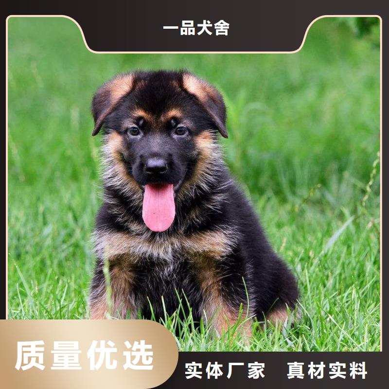 【德国牧羊犬】高加索犬支持加工定制