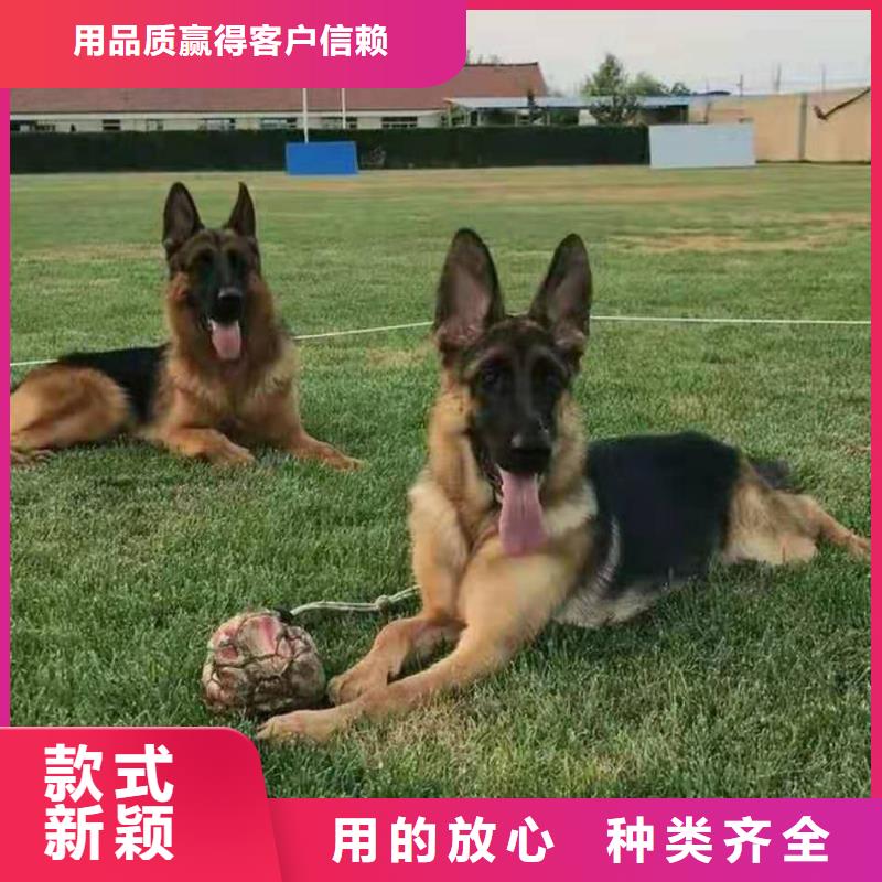 德国牧羊犬罗威纳犬源头工厂