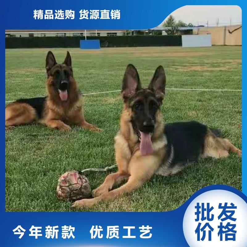 【德国牧羊犬,德牧犬价格实惠】