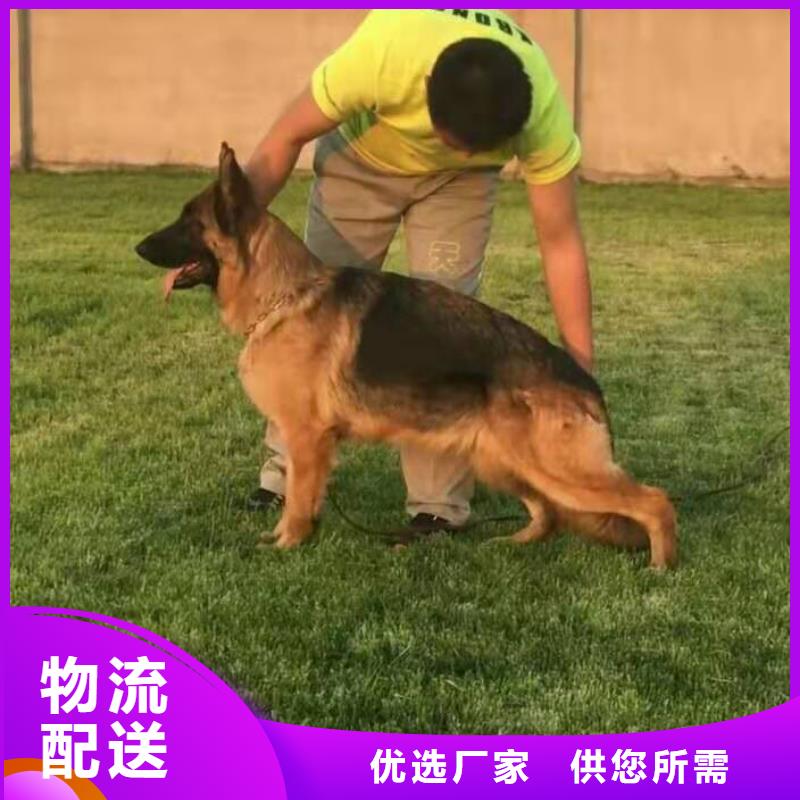 德国牧羊犬_卡斯罗犬严格把控每一处细节