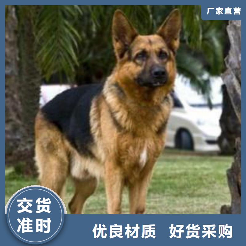 【德国牧羊犬】德牧犬专业厂家